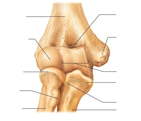 Anterior Elbow Diagram Quizlet