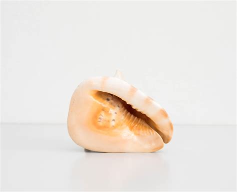 Old Large Conch Or Queen Helmet Shell For Sale At Stdibs Queen