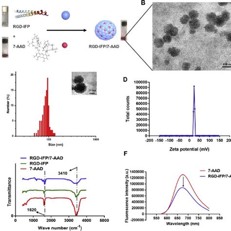 Preparation And Characterization Of Rgd Ifp7 Aad Nanoprobes A