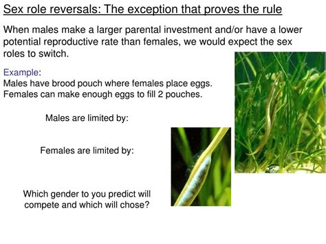 Ppt Reproduction The Evolution Of Sex And Gender Differences