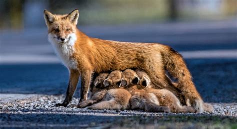 Wildlife Photo of the Week: Fox Family