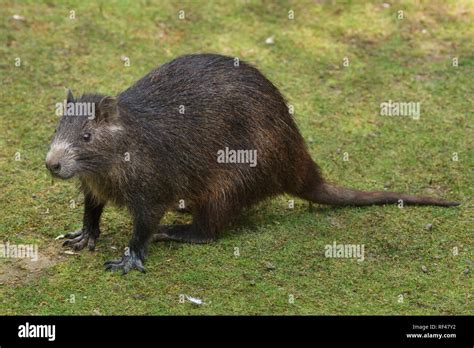 Desmarest's hutia (Capromys pilorides), also known as the Cuban hutia ...