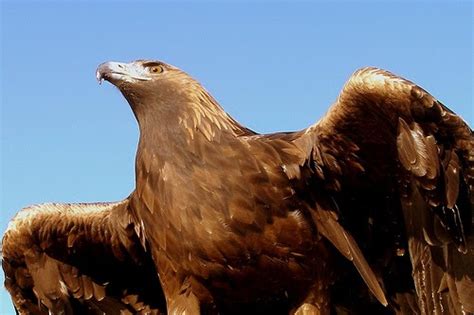 Naturalista Irreverente de Tehuacán EL ÁGUILA REAL