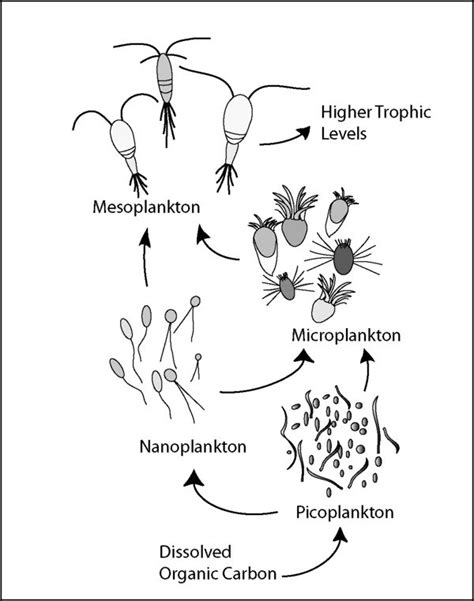 Microbial loop - microbewiki