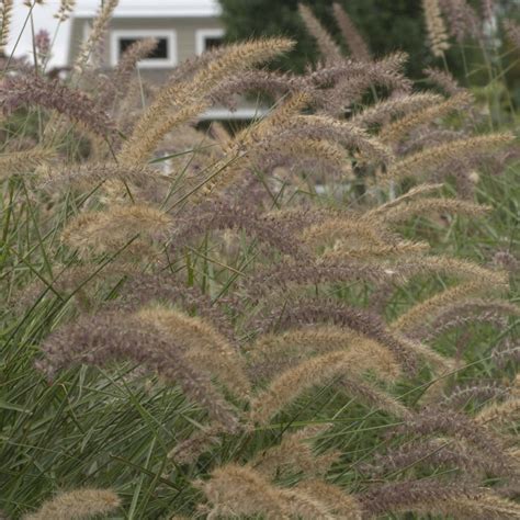 Pennisetum Karley Rose (Fountain Grass) - Order Online