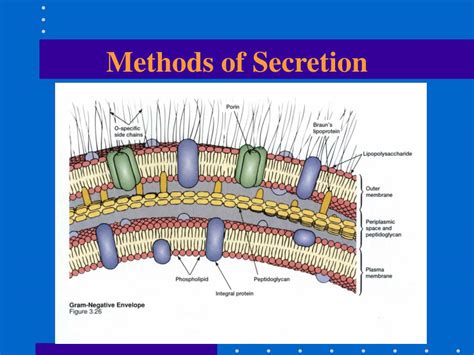 PPT - Methods of Secretion PowerPoint Presentation, free download - ID ...