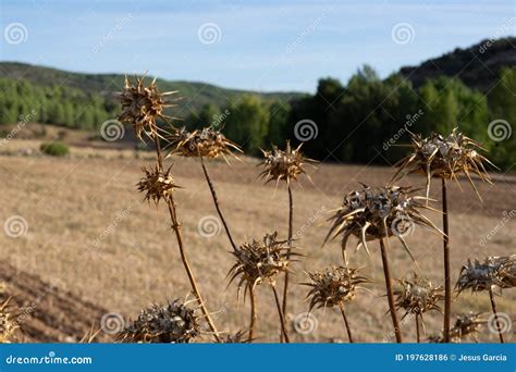 Dried Thistle Flowers In The Field Outdoors Stock Photo Image Of