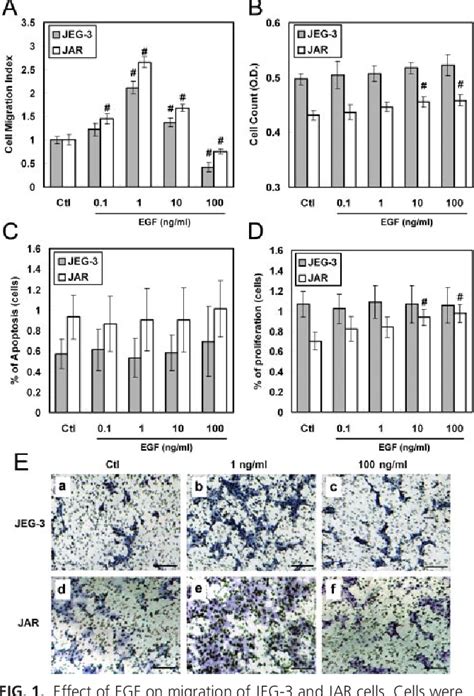 Figure From Epidermal Growth Factor Stimulates Human Trophoblast Cell