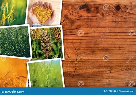 Planta Del Cereal Que Cultiva En Collage De La Foto De La Agricultura