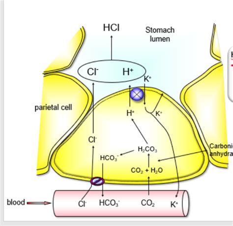 Lecture 43 Digestion And Absorption Flashcards Quizlet