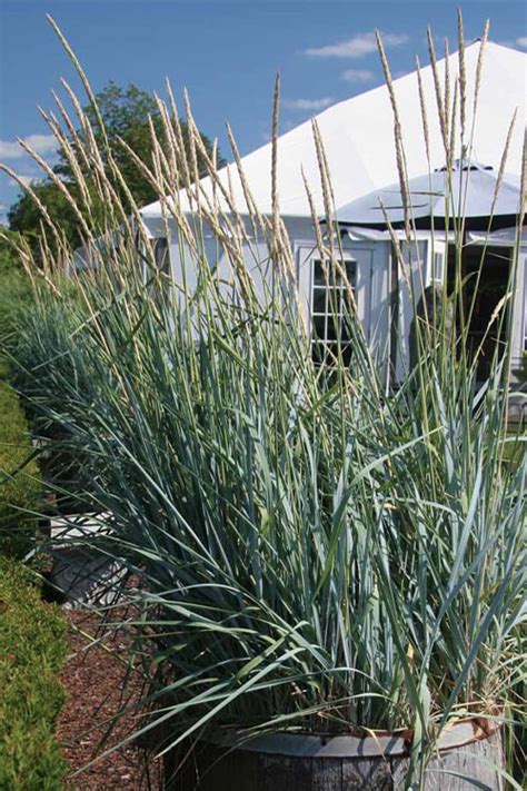 Buy Blue Dune Lyme Grass Free Shipping Wilson Bros Gardens