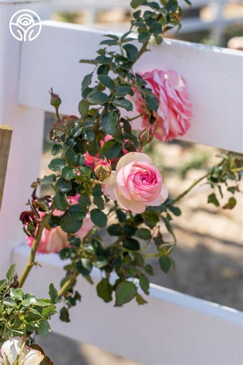 Eden Climber Climbing Roses Heirloom Roses Types Of Roses