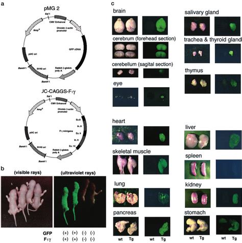 Generation Of Transgenic Mice And Expression Patterns Of Transgenes In