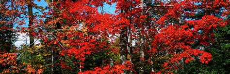 red fall trees   forest photograph  panoramic images fine art
