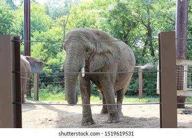 11 Kansas City Zoo Elephant Images, Stock Photos & Vectors | Shutterstock