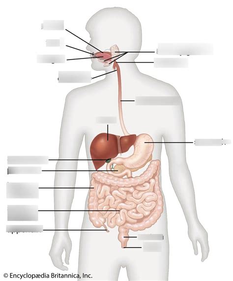 Biology Chapter Digestive System Diagram Quizlet