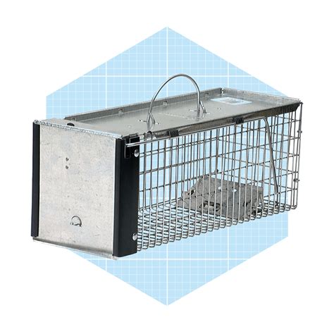 9 Best Rat Traps For Getting Rid of Rodents | The Family Handyman