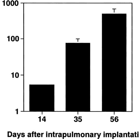 Orthotopic Tumor Growth Of PC 14 Cells In The Lungs Of Athymic Nude