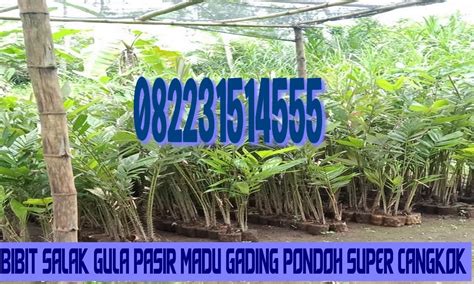 Jual Bibit Salak Gula Pasir Madu Gading Pondoh Super Cangkok Sleman