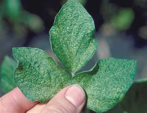 Two Spotted Spider Mite Soybean Pest Soybean Research And Information Network Srin