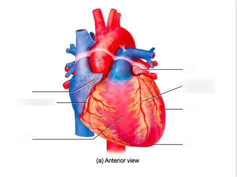 Figure 272 Surface Features Of The Heart A Anterior View Diagram Quizlet