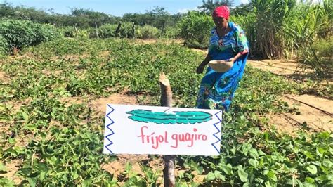 La Guajira Reas Protegidas En La Guajira Ser N Utilizadas Para