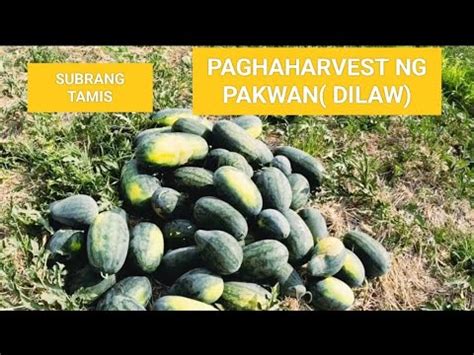 Pag Haharvest Ng Pakwan Dilaw Ang Lulupit Ng Mga Bata Sumalo Mangyan