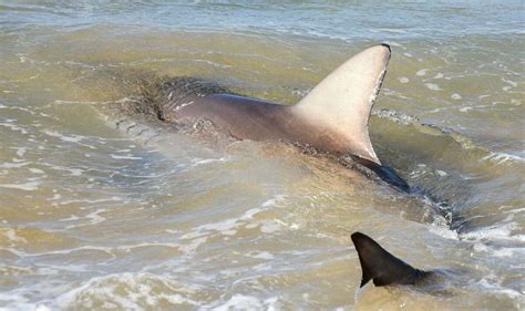 Terrifying Moment Beachgoers Swim Just Metres From Enormous Shark