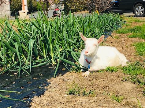 冬と春の狭間 ココペリハウスのあれやこれ