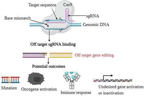 Reducing The Off Target Effect Of Crispr Cas Genome Editing Btt