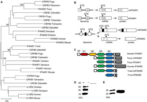 Characterisation Of Intracellular Ifn Receptors A Phylogenetic Tree