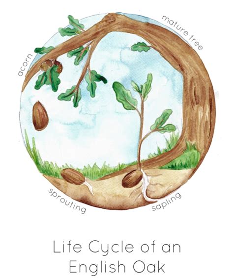 Oak Tree Cycle