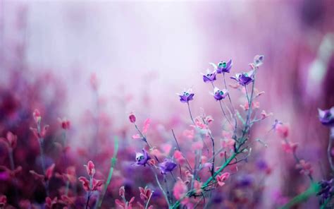 Purple Flowers Field Wallpaper