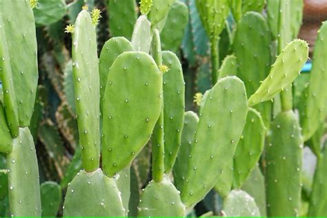 nopal planta mexicana  importantes atributos  food tech