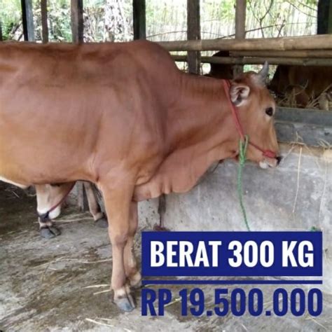 jual berat kg sapi qurban  kab bogor orlinfarm tokopedia