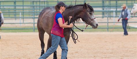 Ranch Clinics for Horses | Downdunder Horsemanship