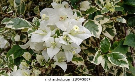 White Flowers Bougainvillea Spectabilis Bougainvillea Spectabilis Stock