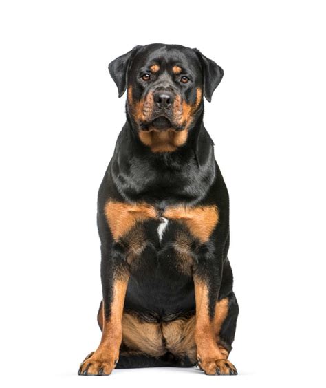 Rottweiler Caract Re Alimentation Et Prix