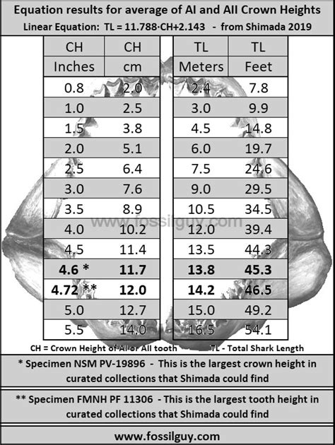 Megalodon Size Chart: A Visual Reference of Charts | Chart Master