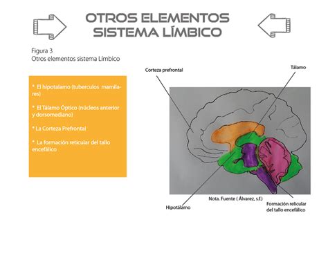 Sistema L Mbico Funcionalidad Y Estructuras