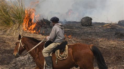 Delta Del Río Paraná El Fuego Arrasó 300 Mil Hectáreas Y Devastó A