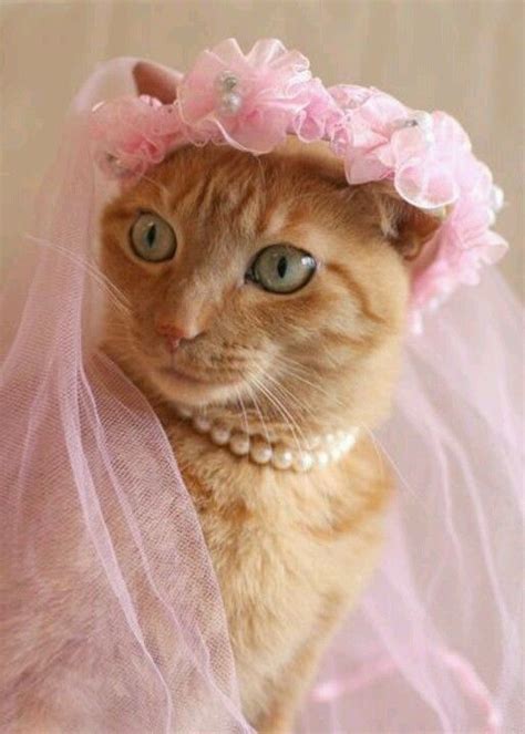 Ginger Is Beautiful In Pink But Still Has Reservations About Her Prom