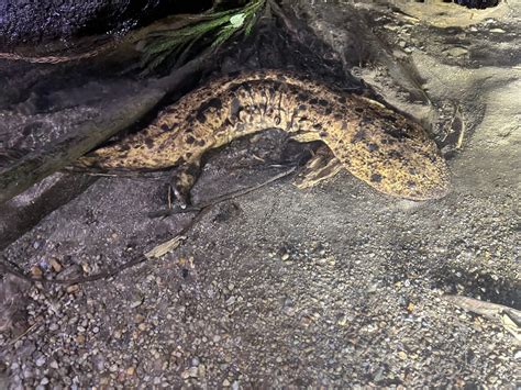 Japanese Giant Salamander Experiences