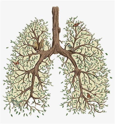 The Lungs Are Made Up Of Branches And Birds