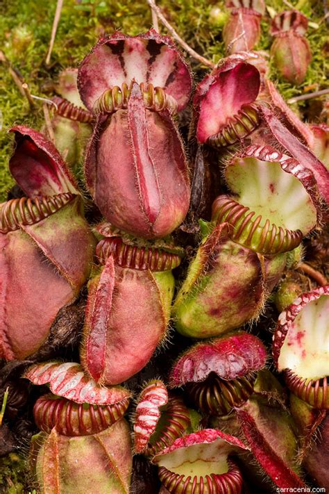 Galleria Carnivora: Cephalotus in cultivation photos