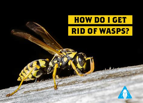 How Do I Get Rid Of Wasps Northpest Pest Control Specialists