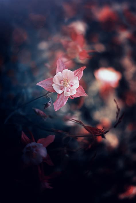 Cool Hd Wallpapers Flowers