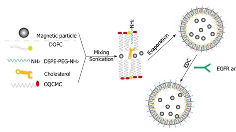 Schematic Diagram Showing The Preparation Of Epidermal Growth Factor