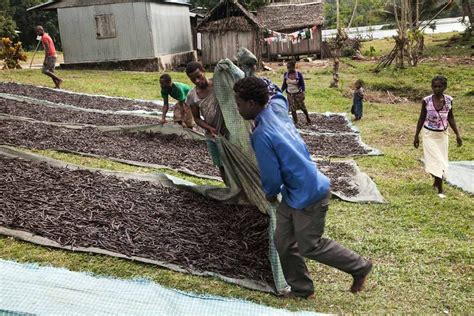 Fr Madagascar Vanilla Beans Curing Process MadaMarket Exporter