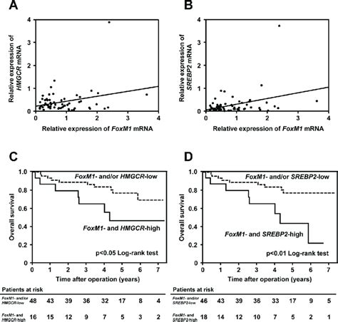 Foxm1 Is Associated With The Mevalonate Pathway In Hcc Patients A